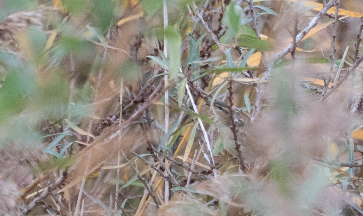 עלווית כהה - ML645057194