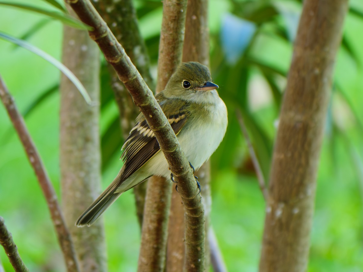 Acadian Flycatcher - ML645057196