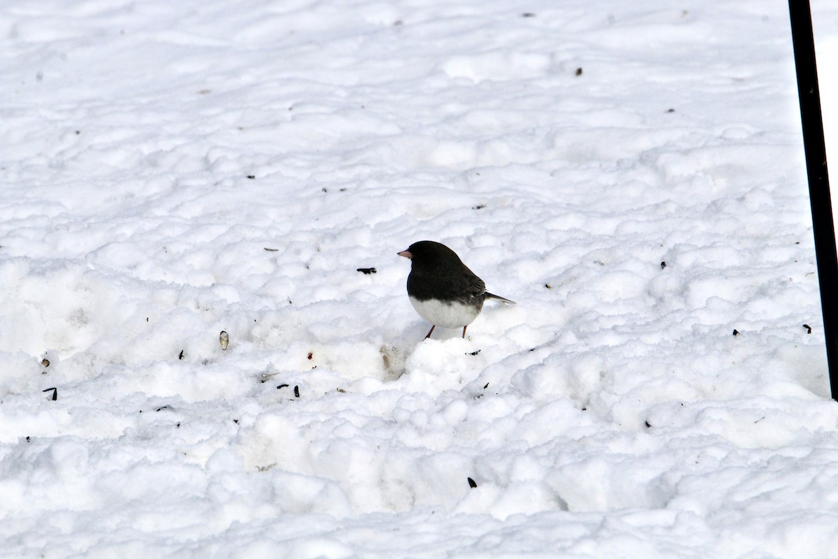 Dark-eyed Junco - ML645057213