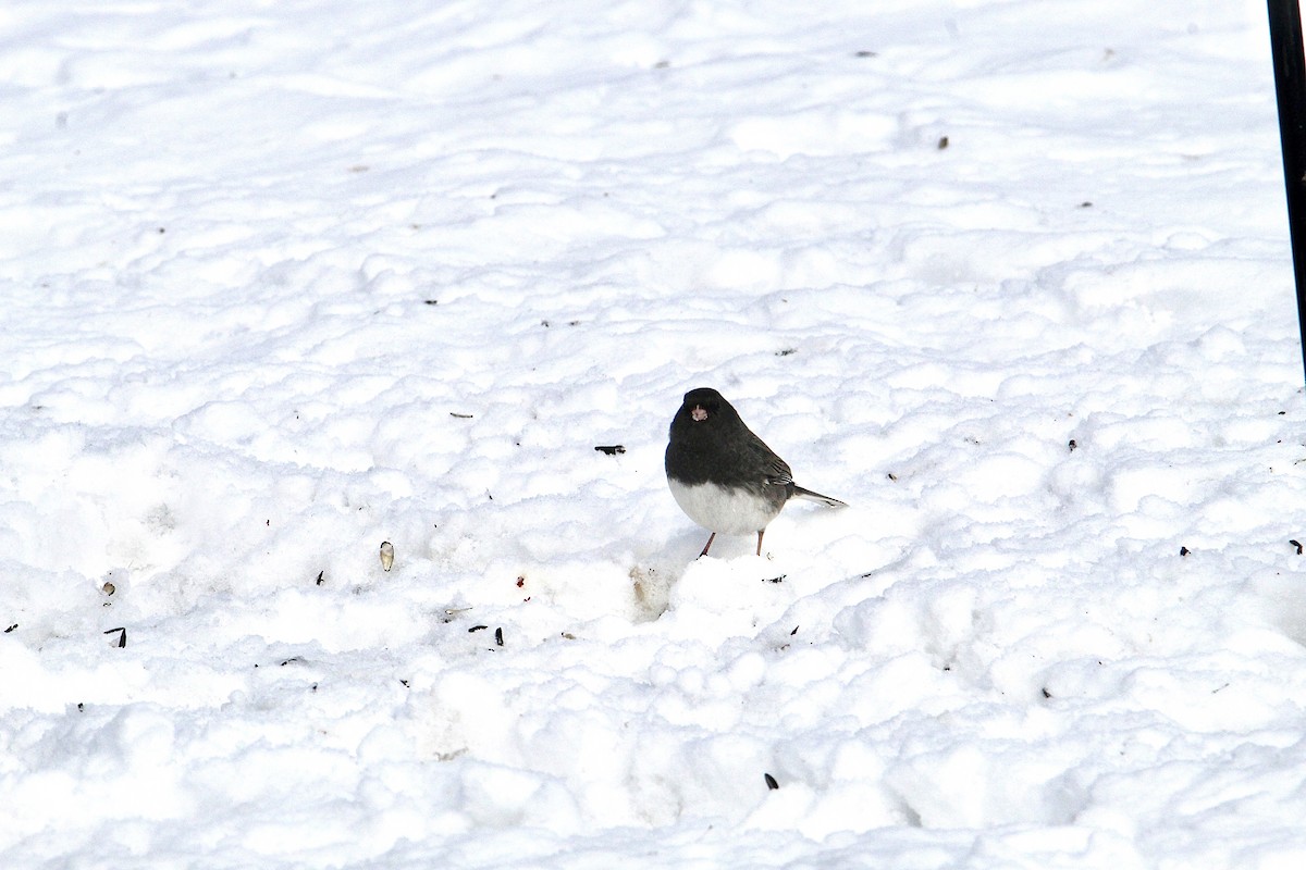 Dark-eyed Junco - ML645057214