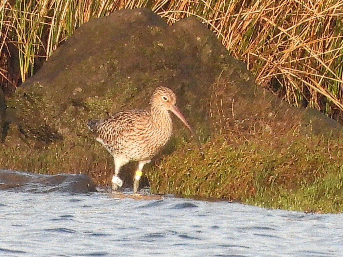 Кульон великий - ML645057216