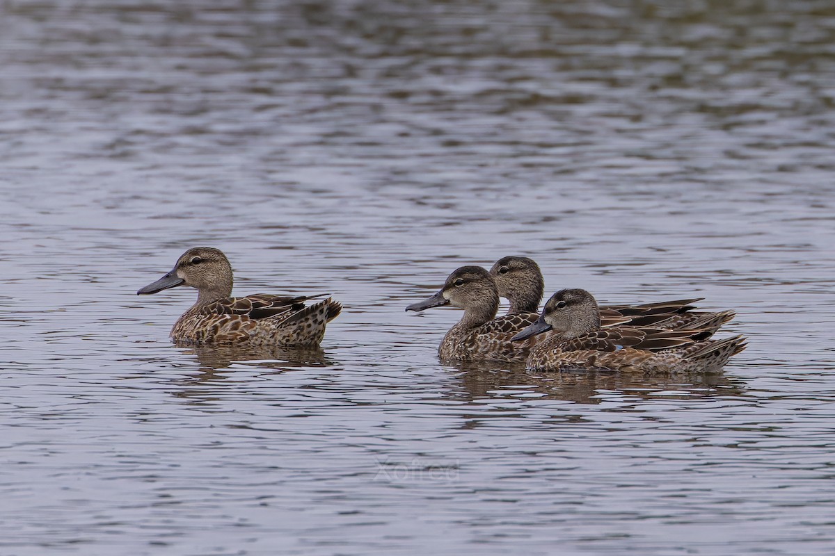 Blue-winged Teal - ML645057241