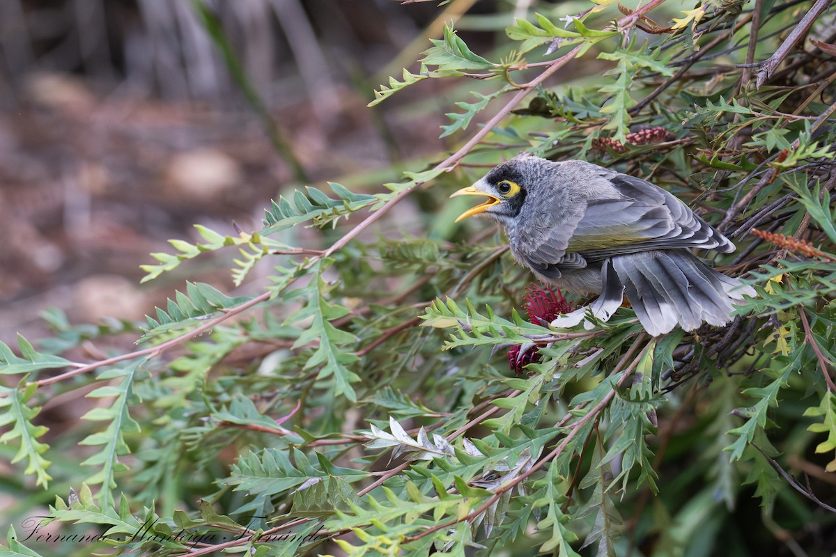 Noisy Miner - ML645057262