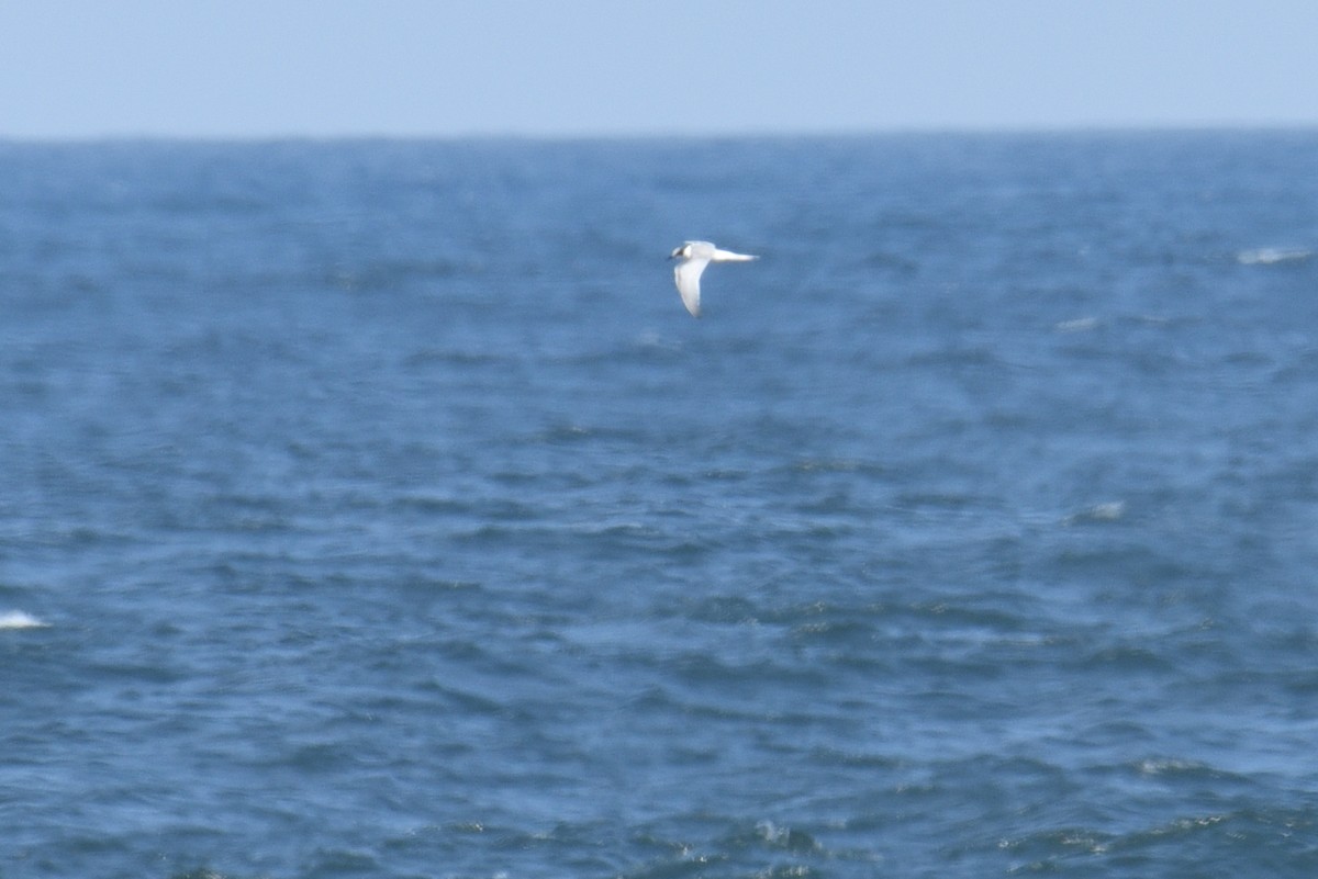 rybák sp. - ML645057267