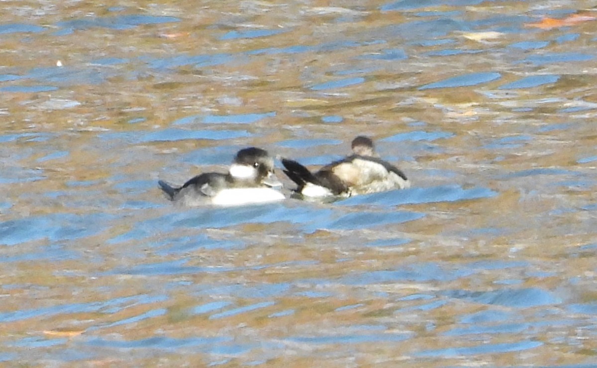 Bufflehead - ML645057280