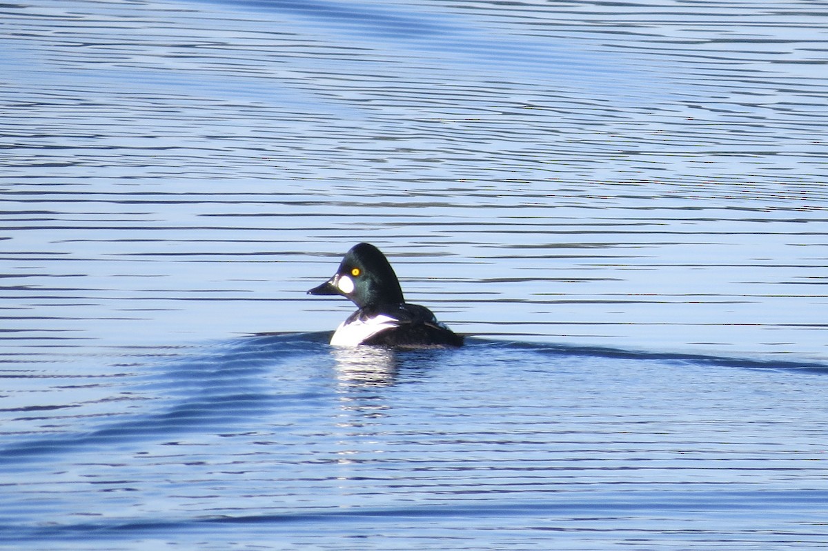 Common Goldeneye - ML645057294