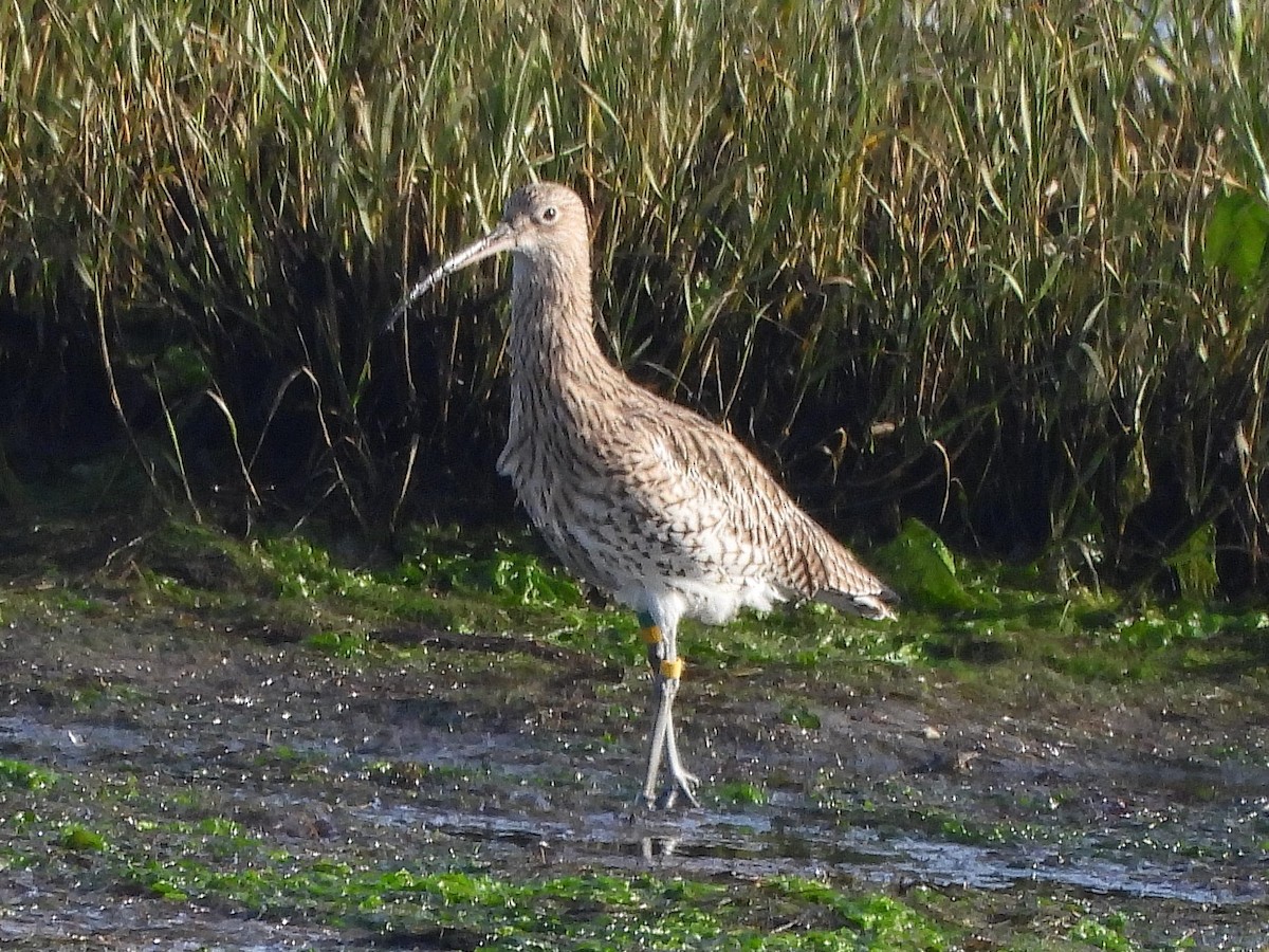 Кульон великий - ML645057298