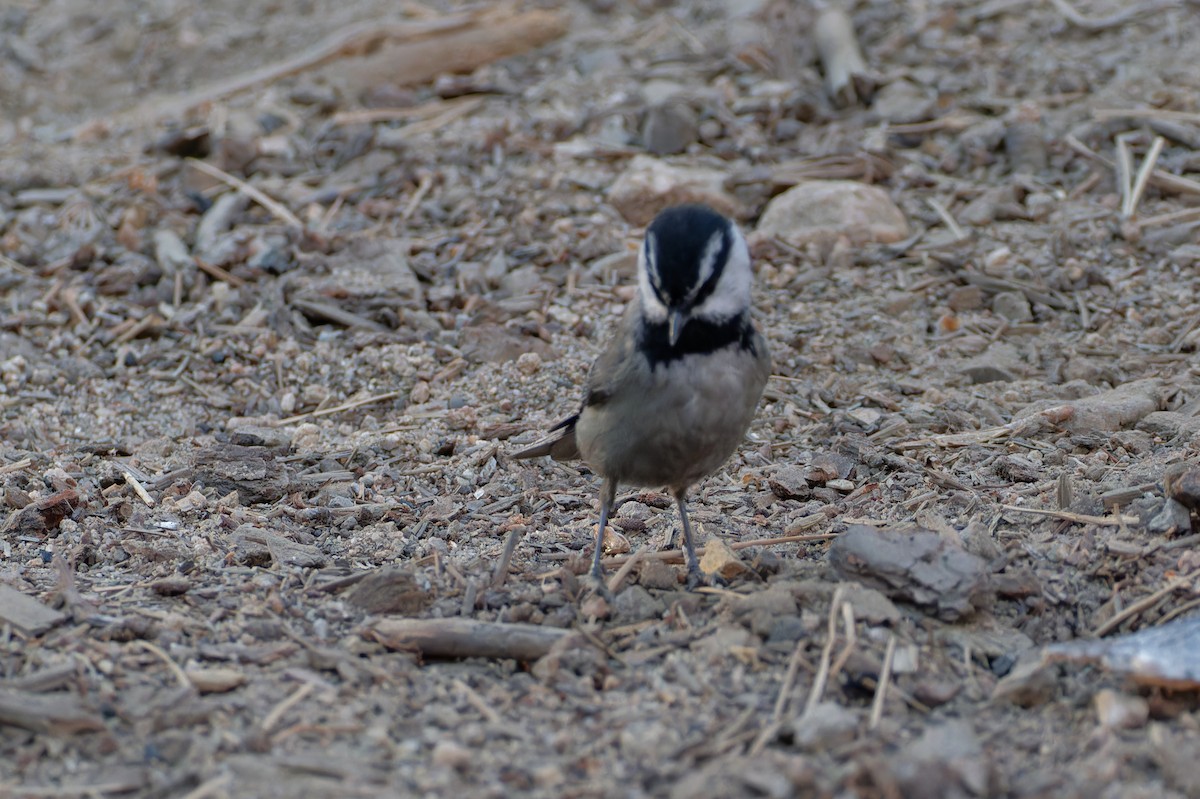 Mountain Chickadee - ML645057301