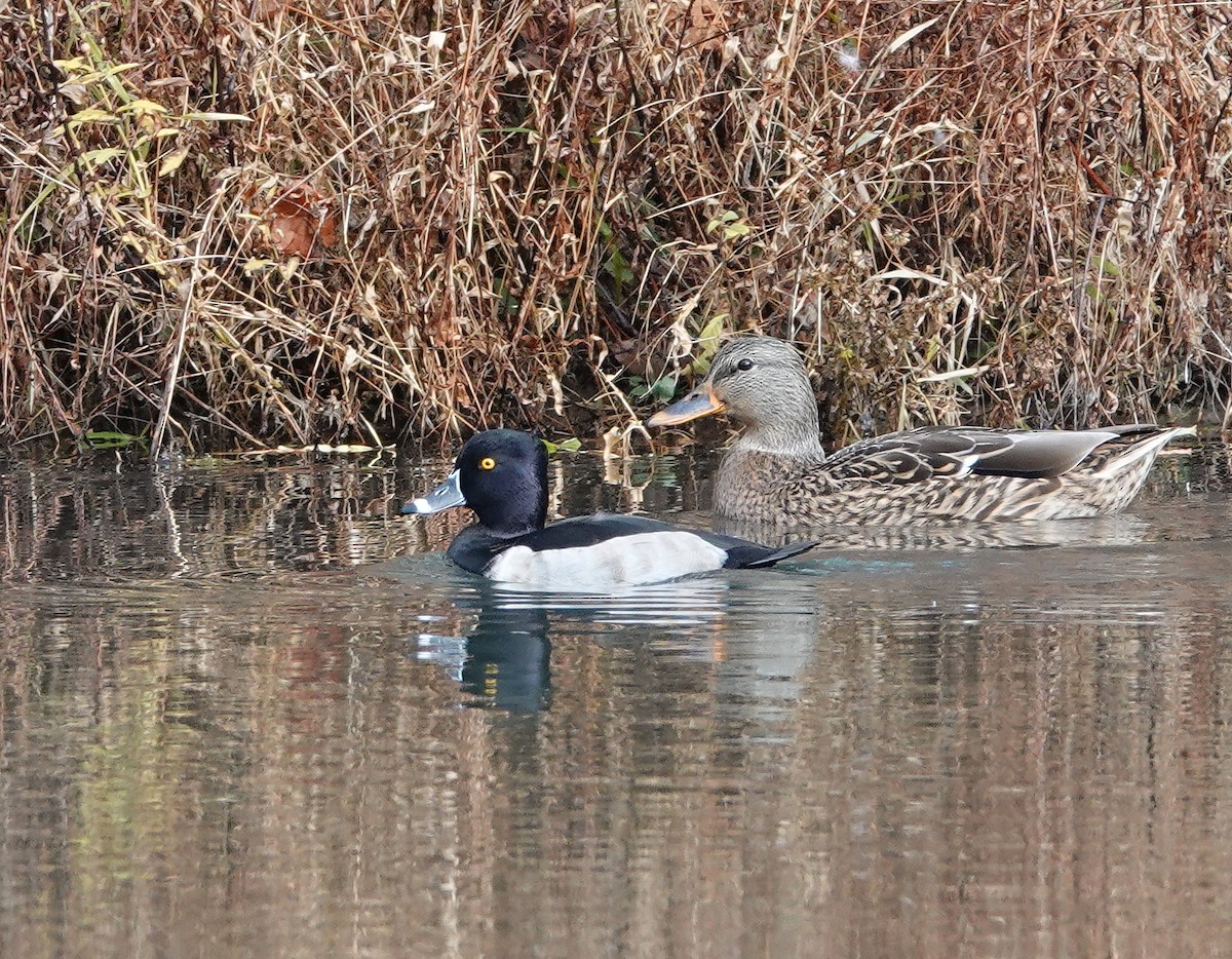 Ring-necked Duck - ML645057305