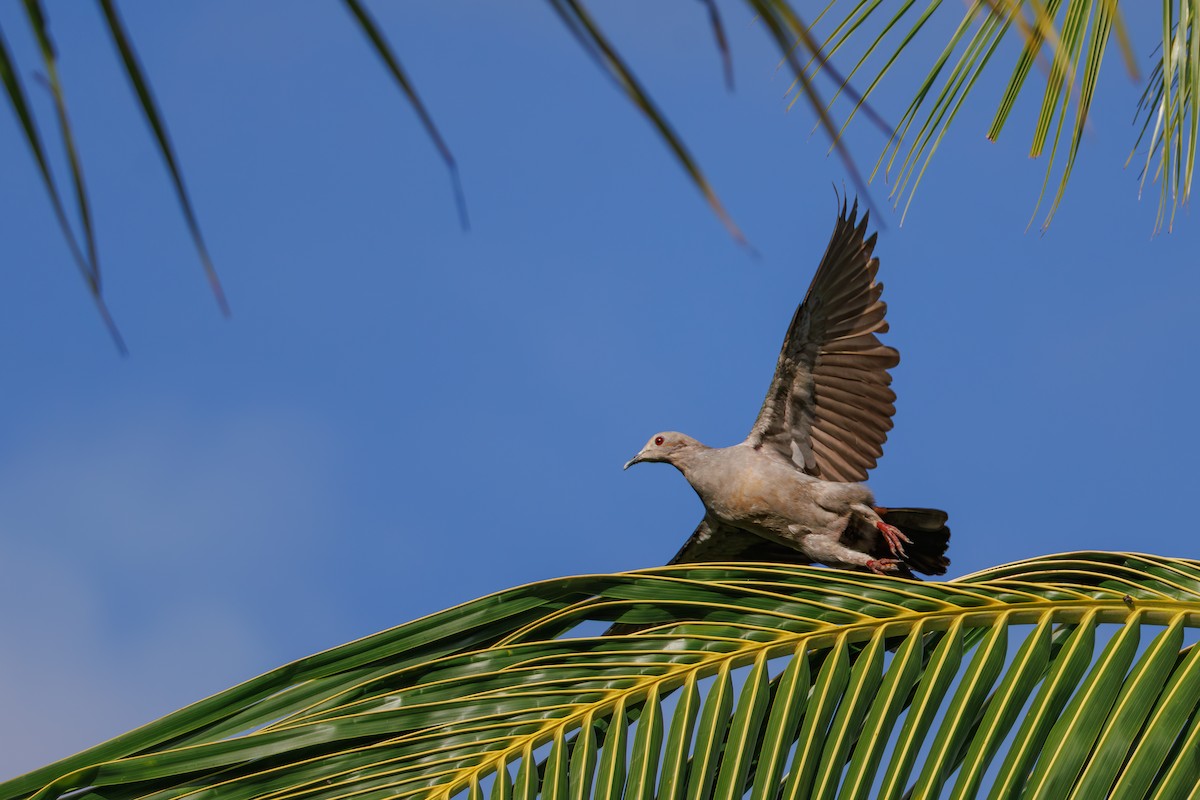 Green Imperial-Pigeon - ML645057309