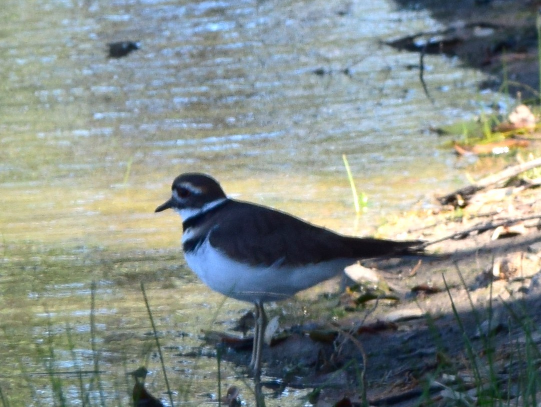 Pluvier kildir - ML645057313