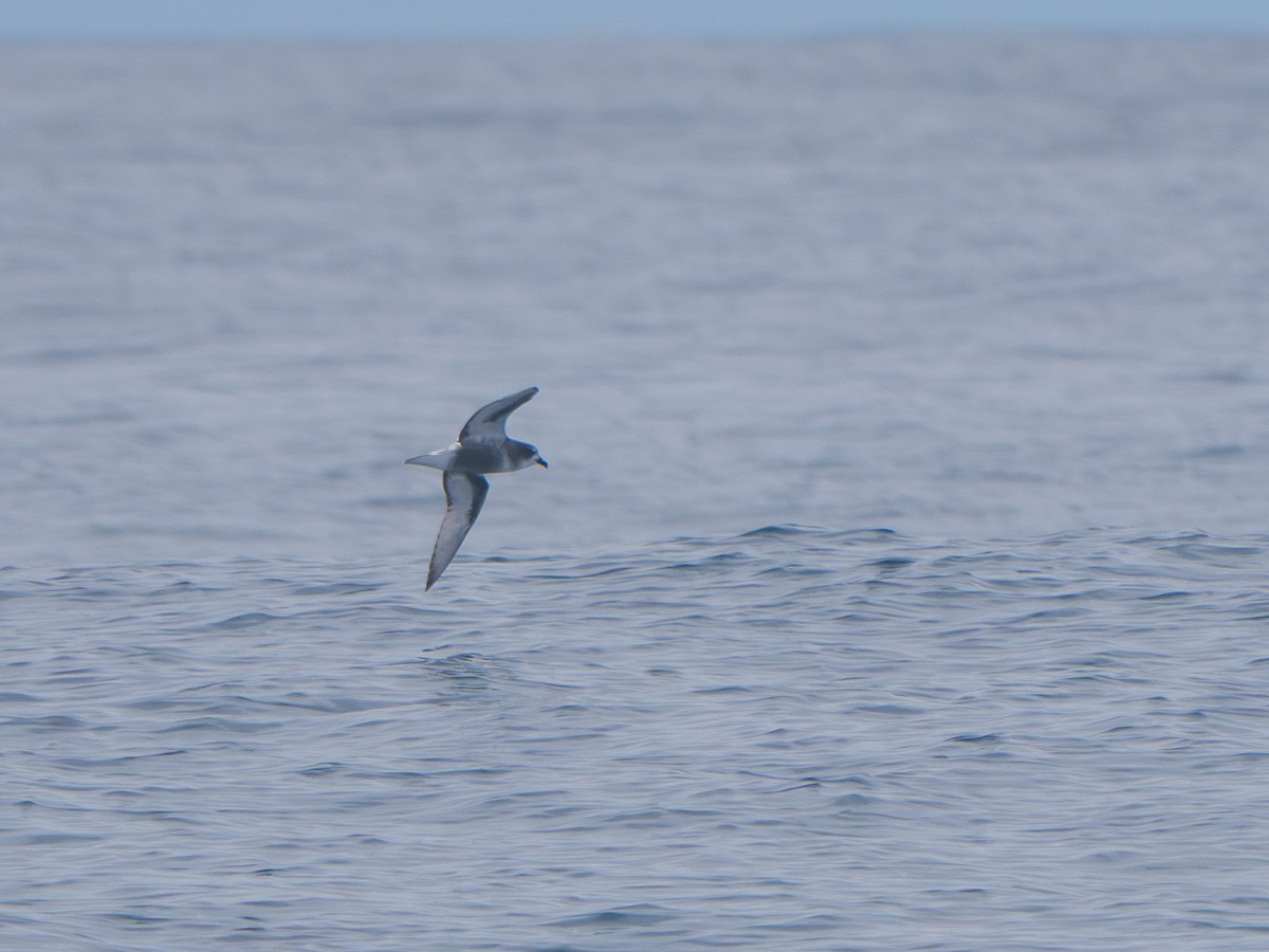 Тайфунник Піла - ML645057325