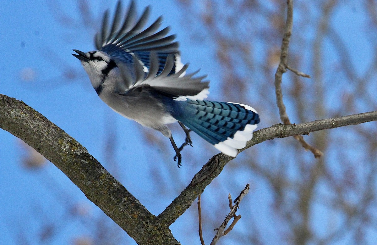 Blue Jay - ML645057336