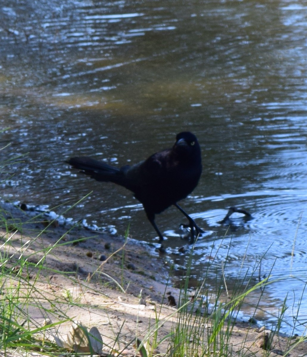 Great-tailed Grackle - ML645057345