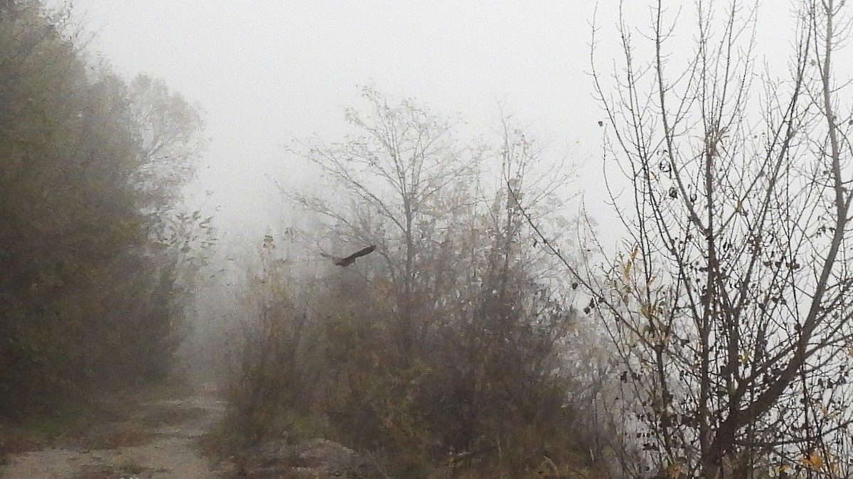 Oilagor eurasiarra - ML645057350