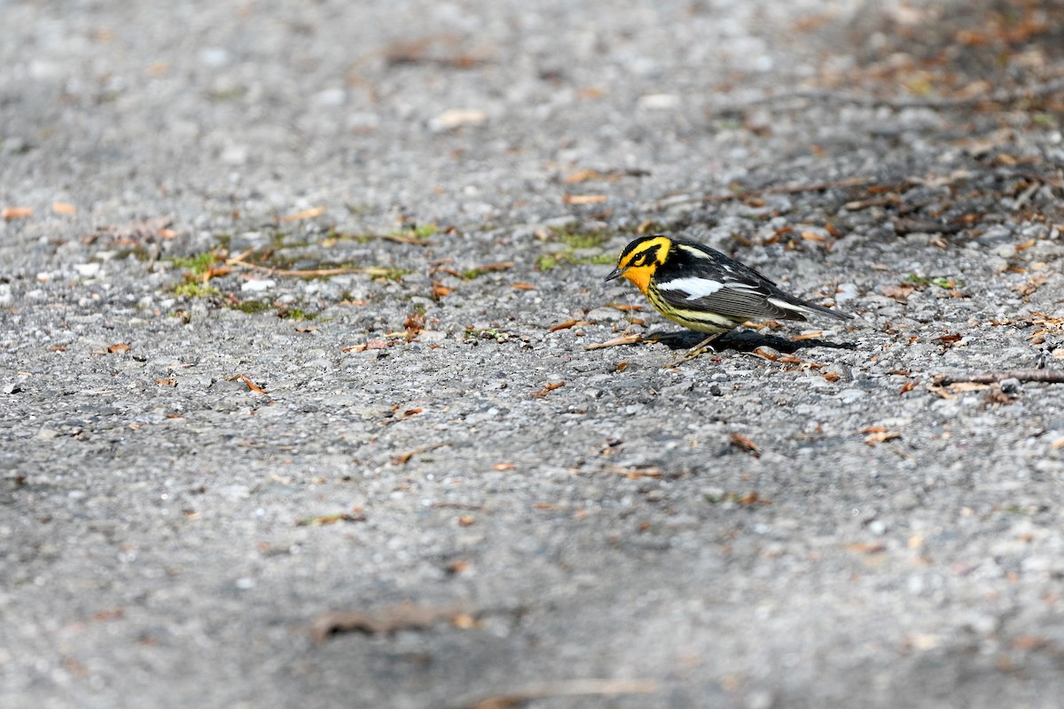 hemlokkparula - ML645057374