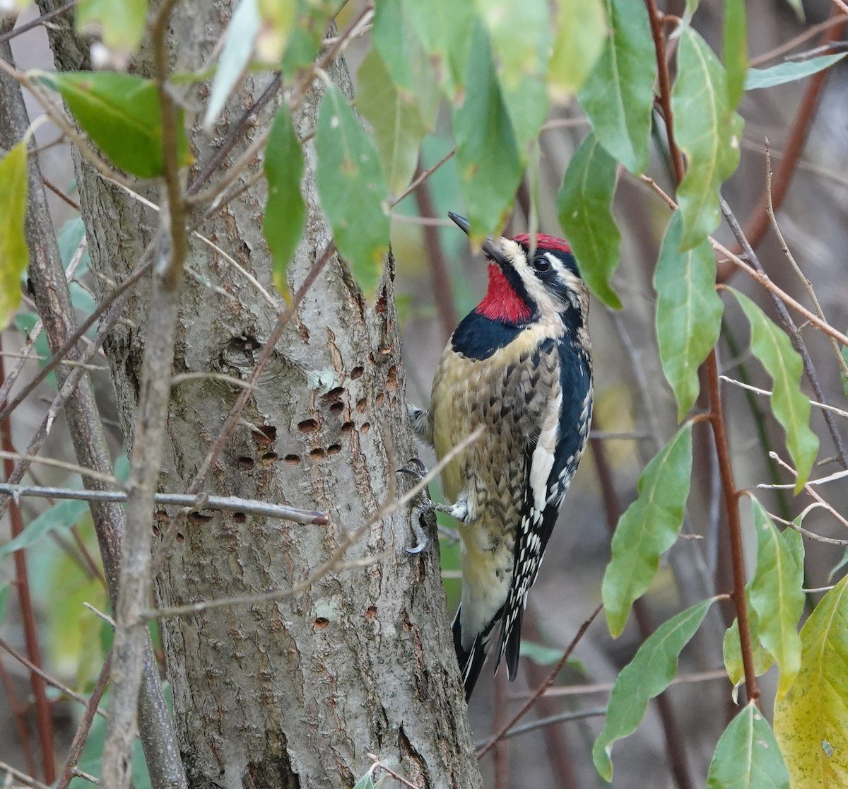 Yellow-bellied Sapsucker - ML645057379