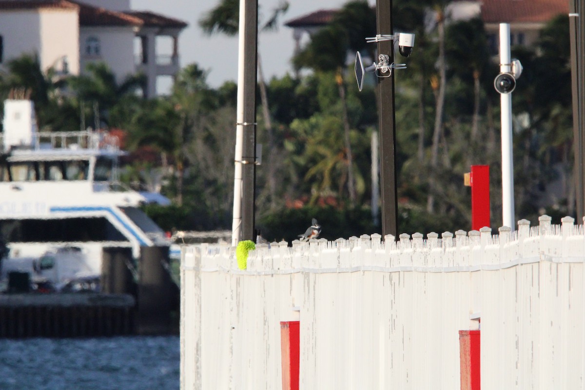 Belted Kingfisher - ML645057392