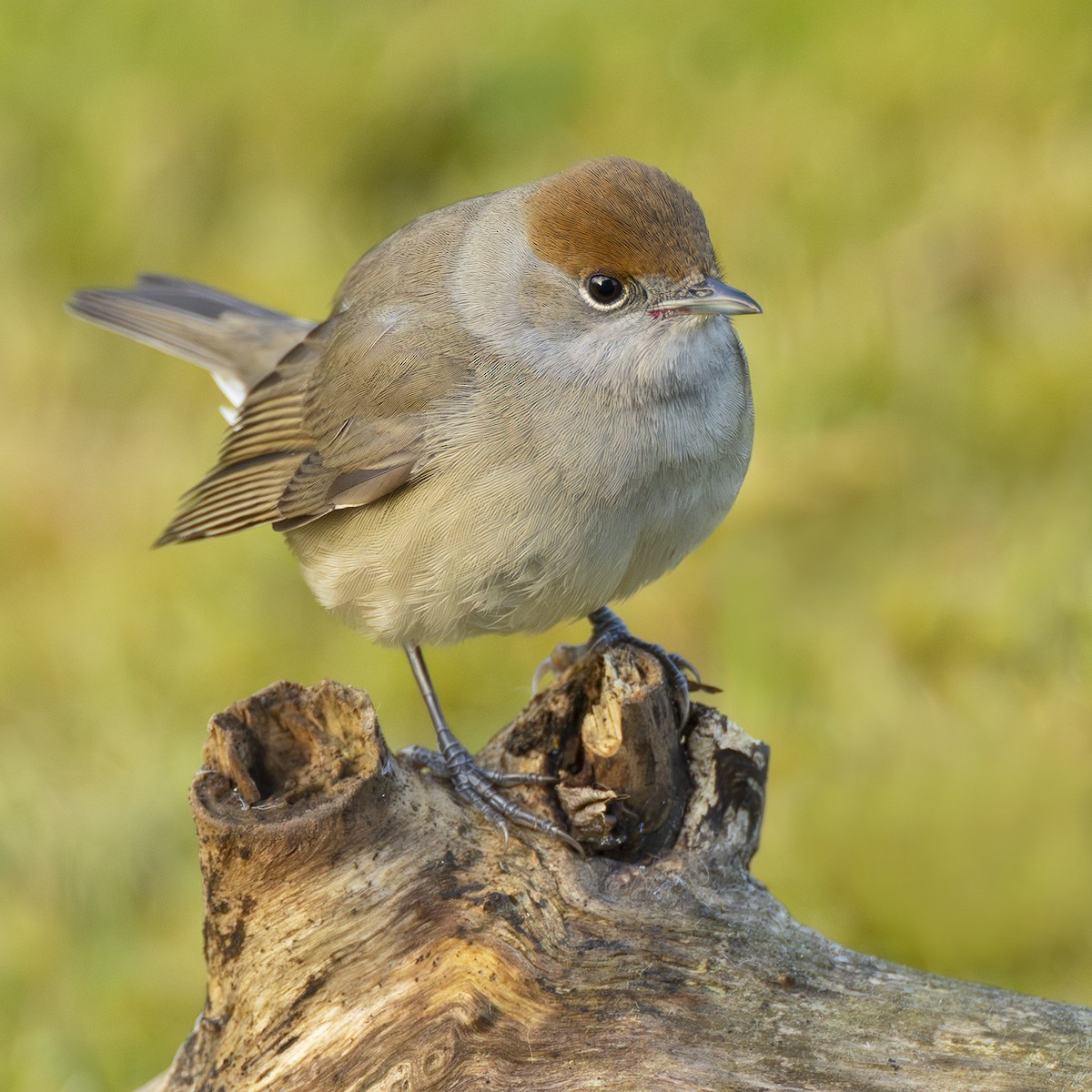 Eurasian Blackcap - ML645057421