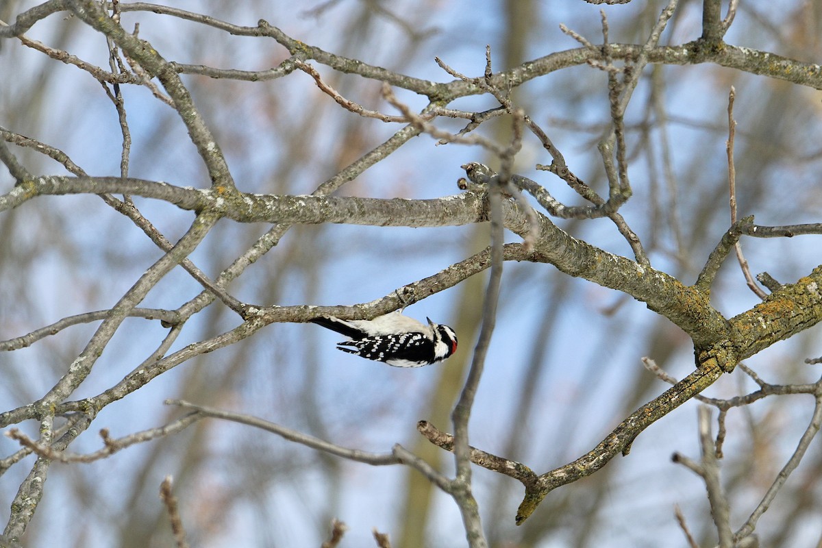 Downy Woodpecker - ML645057422