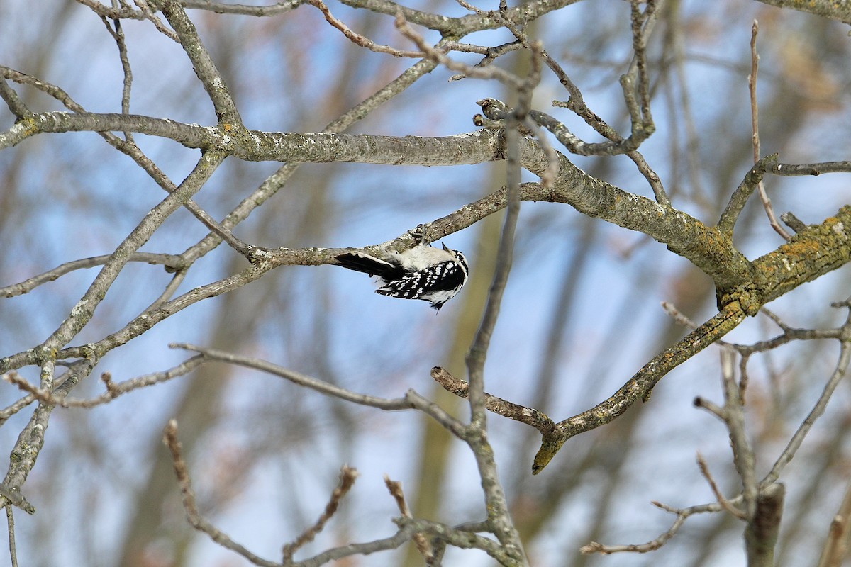 Downy Woodpecker - ML645057423