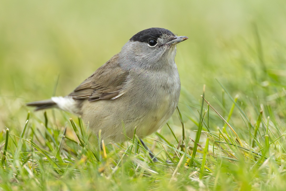 Eurasian Blackcap - ML645057435