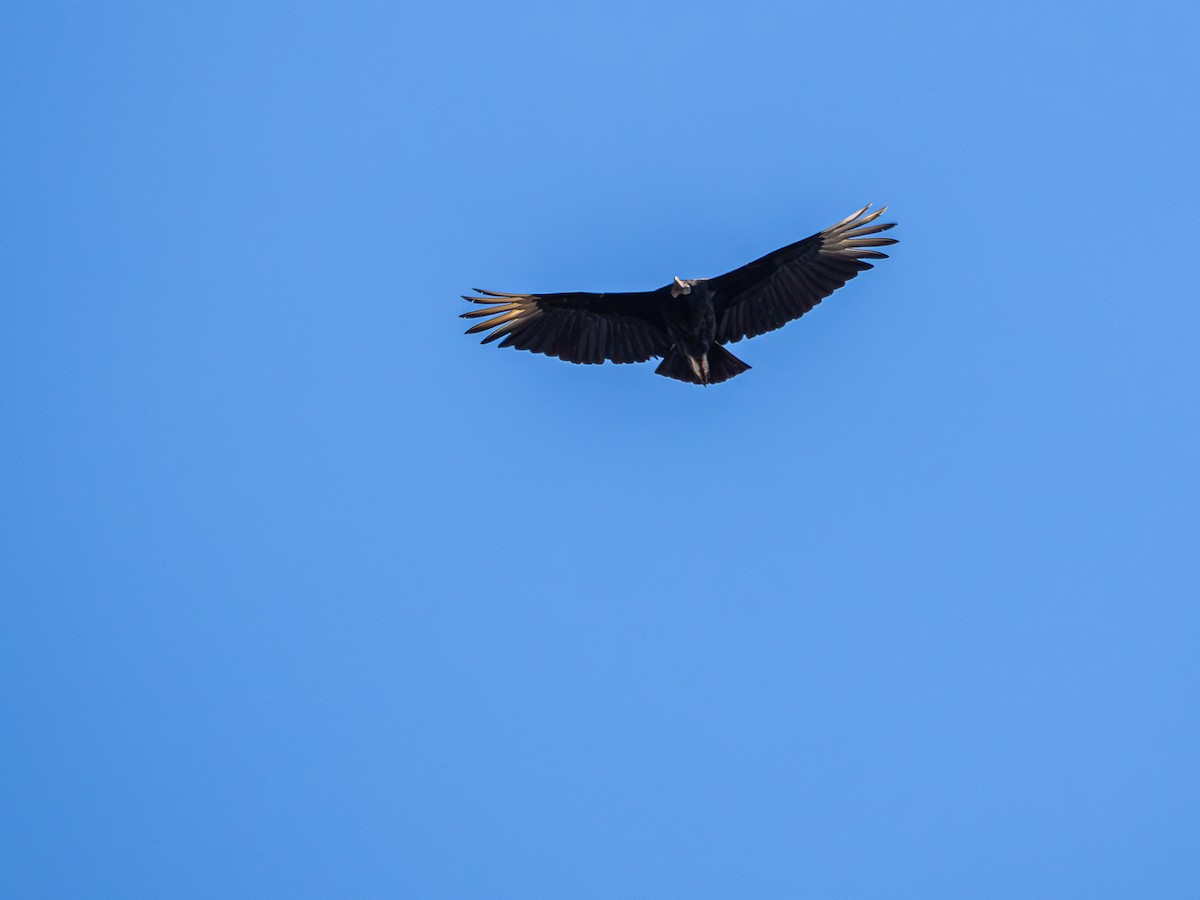 Black Vulture - ML645057437