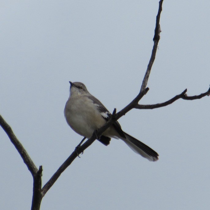 Northern Mockingbird - ML645057441