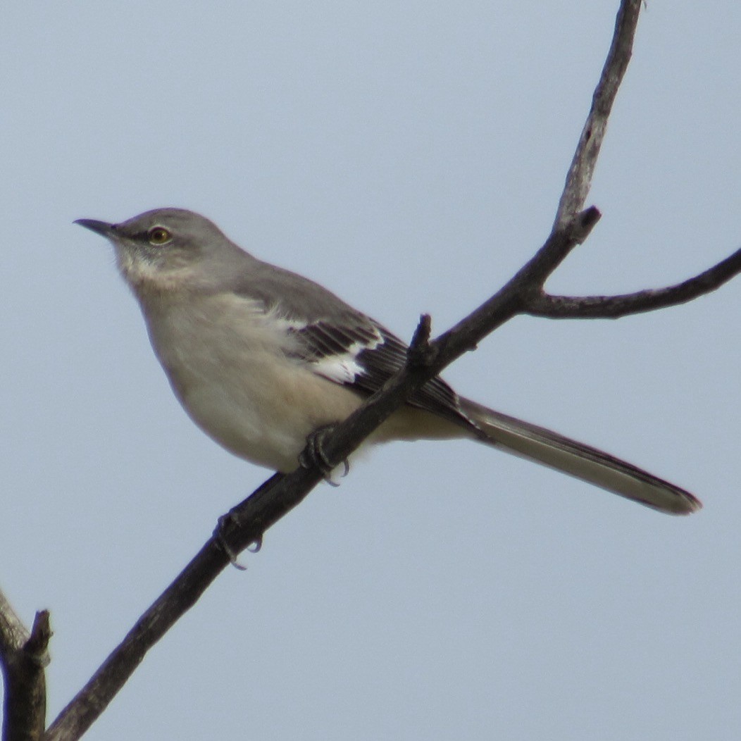 Northern Mockingbird - ML645057442