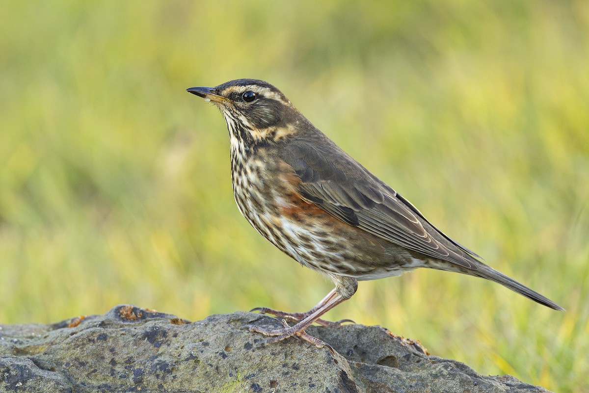 Redwing (Icelandic) - ML645057444
