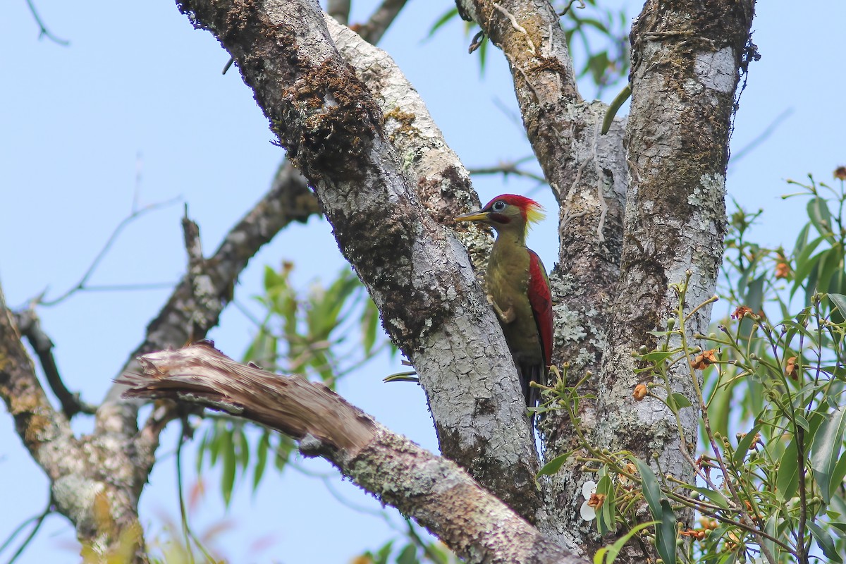Crimson-winged Woodpecker - ML645057445