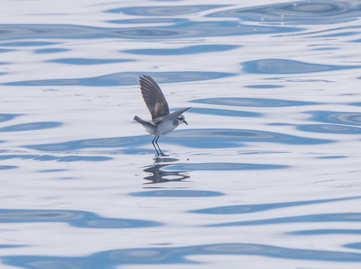 White-faced Storm-Petrel - ML645057453