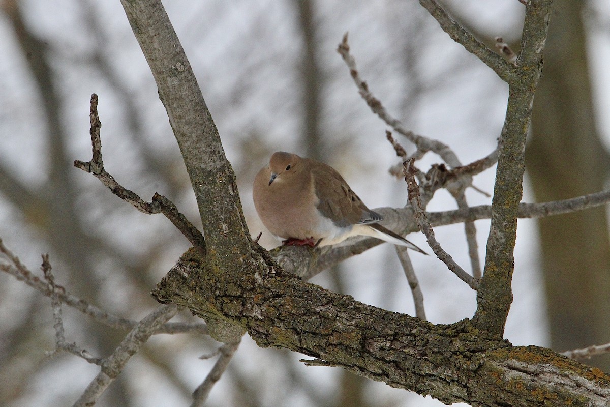 Mourning Dove - ML645057460