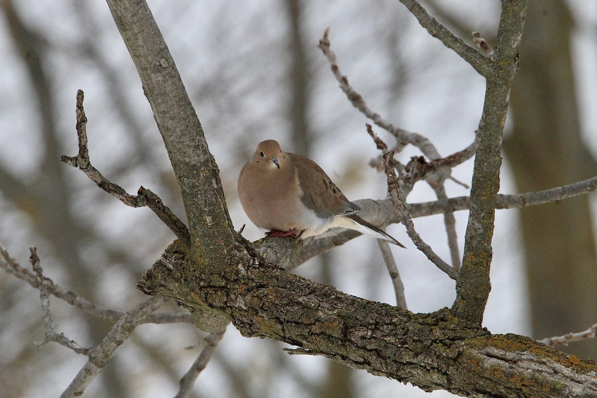 Mourning Dove - ML645057461