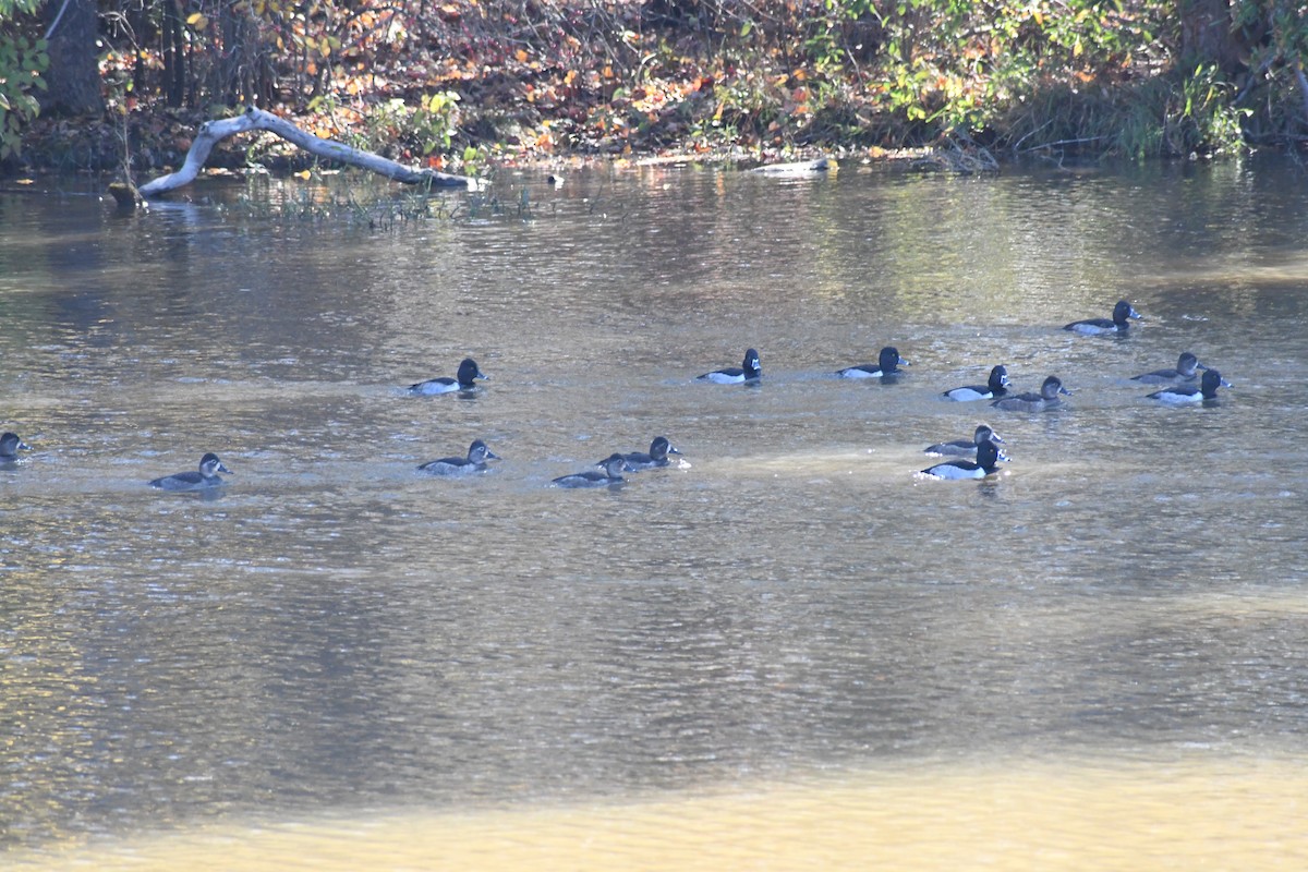 Ring-necked Duck - ML645057462