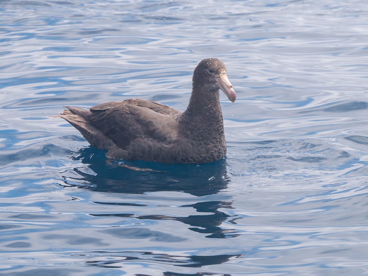 Northern Giant-Petrel - ML645057474