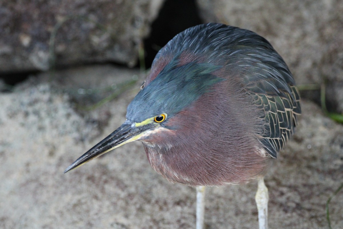 Green Heron - ML645057481