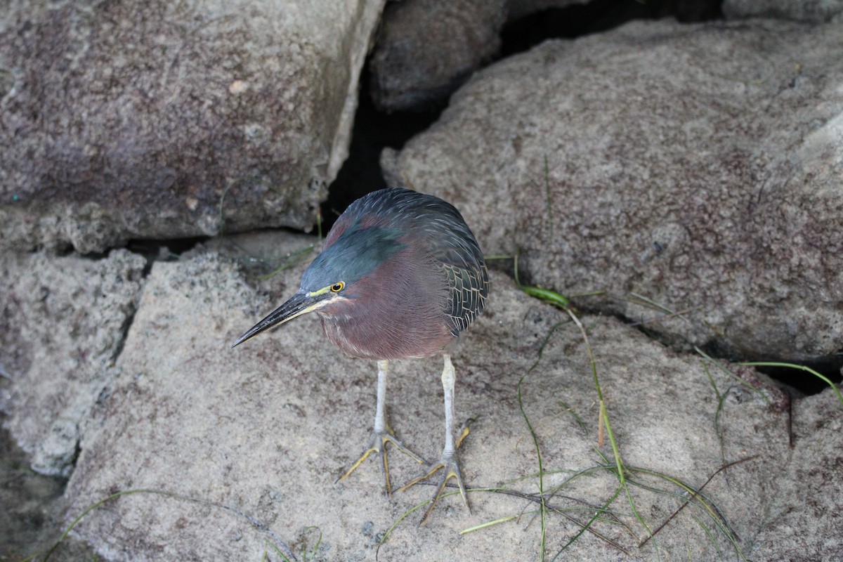 Green Heron - ML645057482