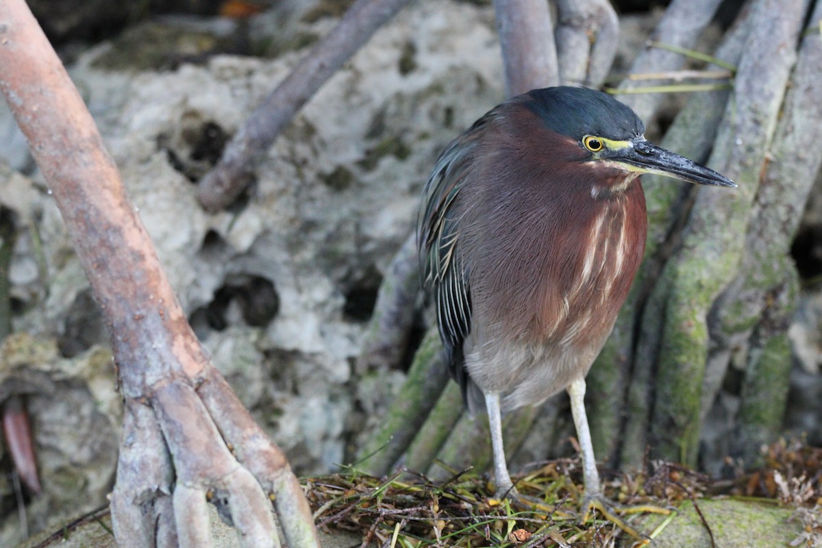 Green Heron - ML645057483