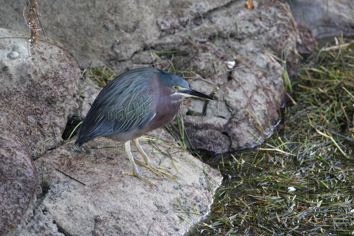Green Heron - ML645057484