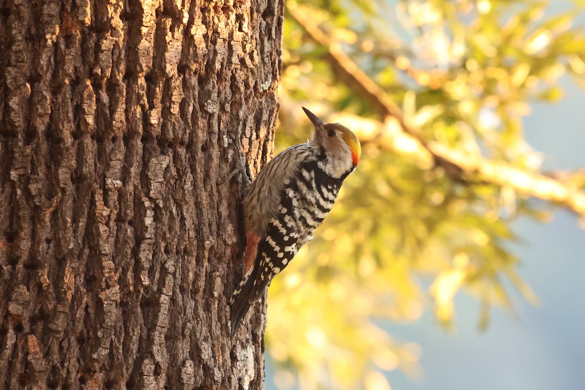 Brown-fronted Woodpecker - ML645057503