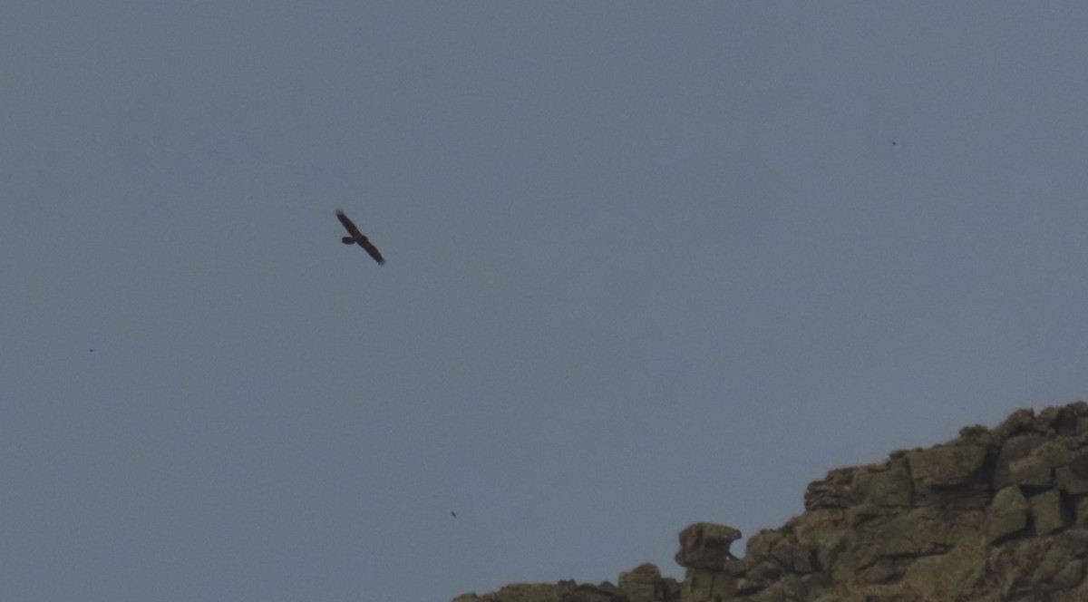 Bearded Vulture - ML645057508