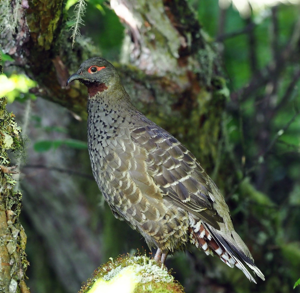 Chestnut-throated Monal-Partridge - ML64505751