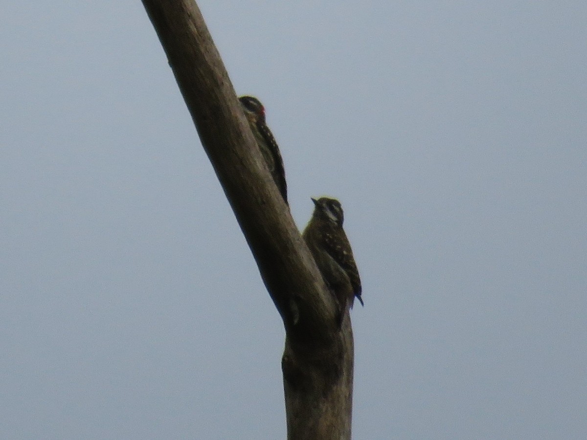 strakapoud celebeský - ML645057519