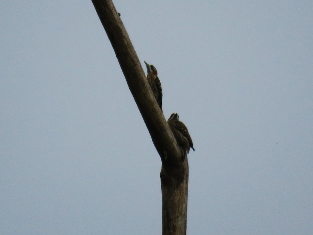 strakapoud celebeský - ML645057520