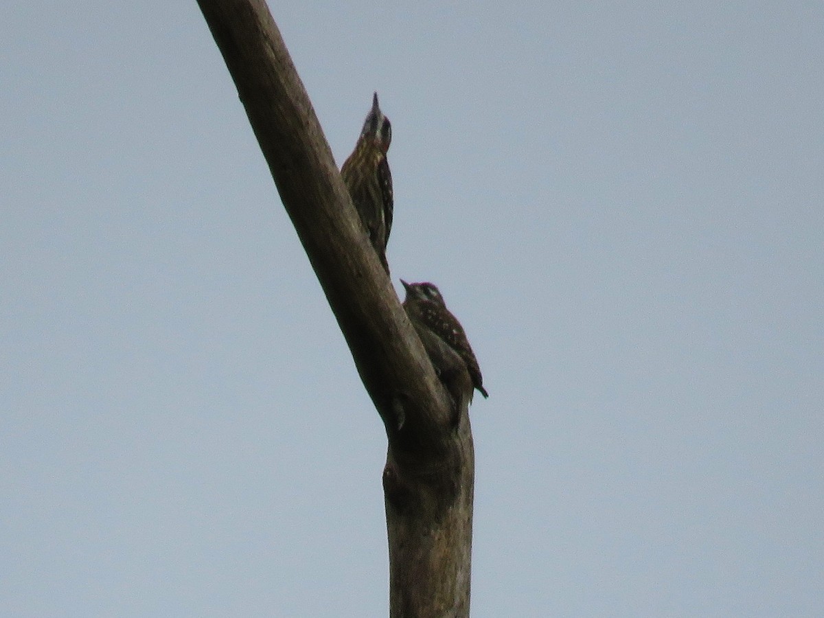 strakapoud celebeský - ML645057521