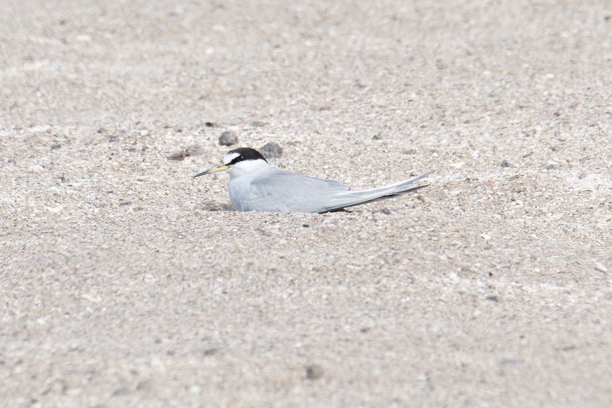 Peruvian Tern - ML645057534