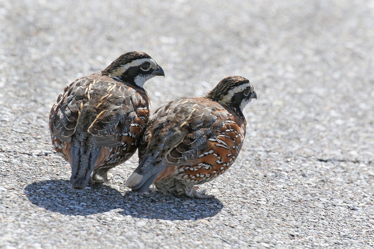 Northern Bobwhite - ML645057551