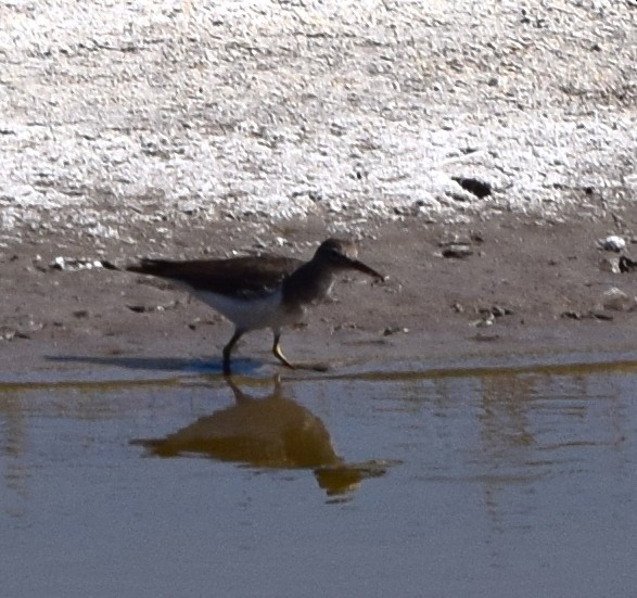 shorebird sp. - ML645057555