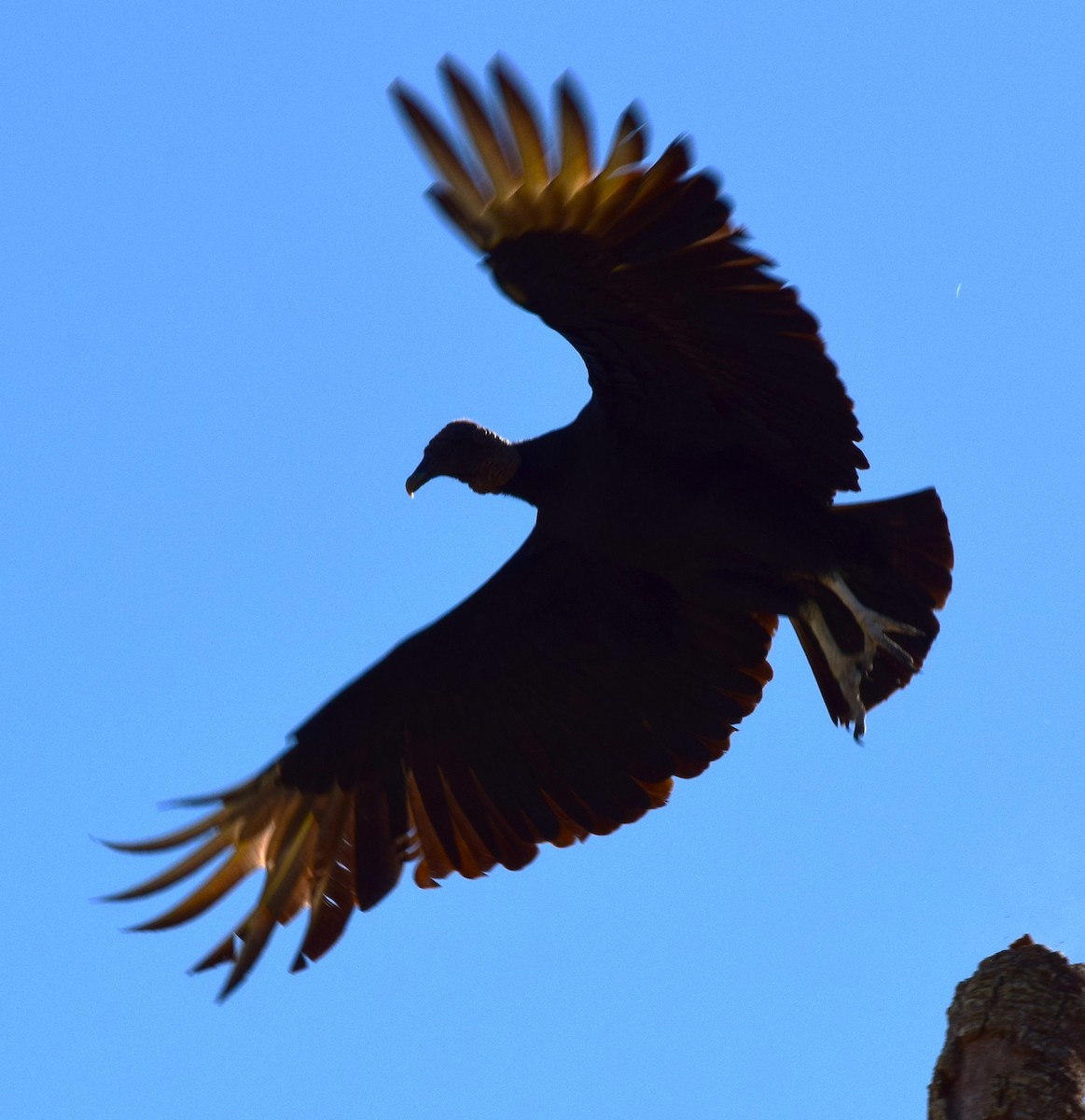 Black Vulture - ML645057559